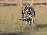 Africa 046 : Africa, Animal, Mammal, Mosi-Oa-Tunya National Park, Zambia, Zebra